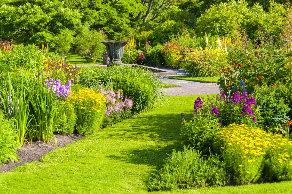 Pielęgnacja róż rabatowych przez cały rok