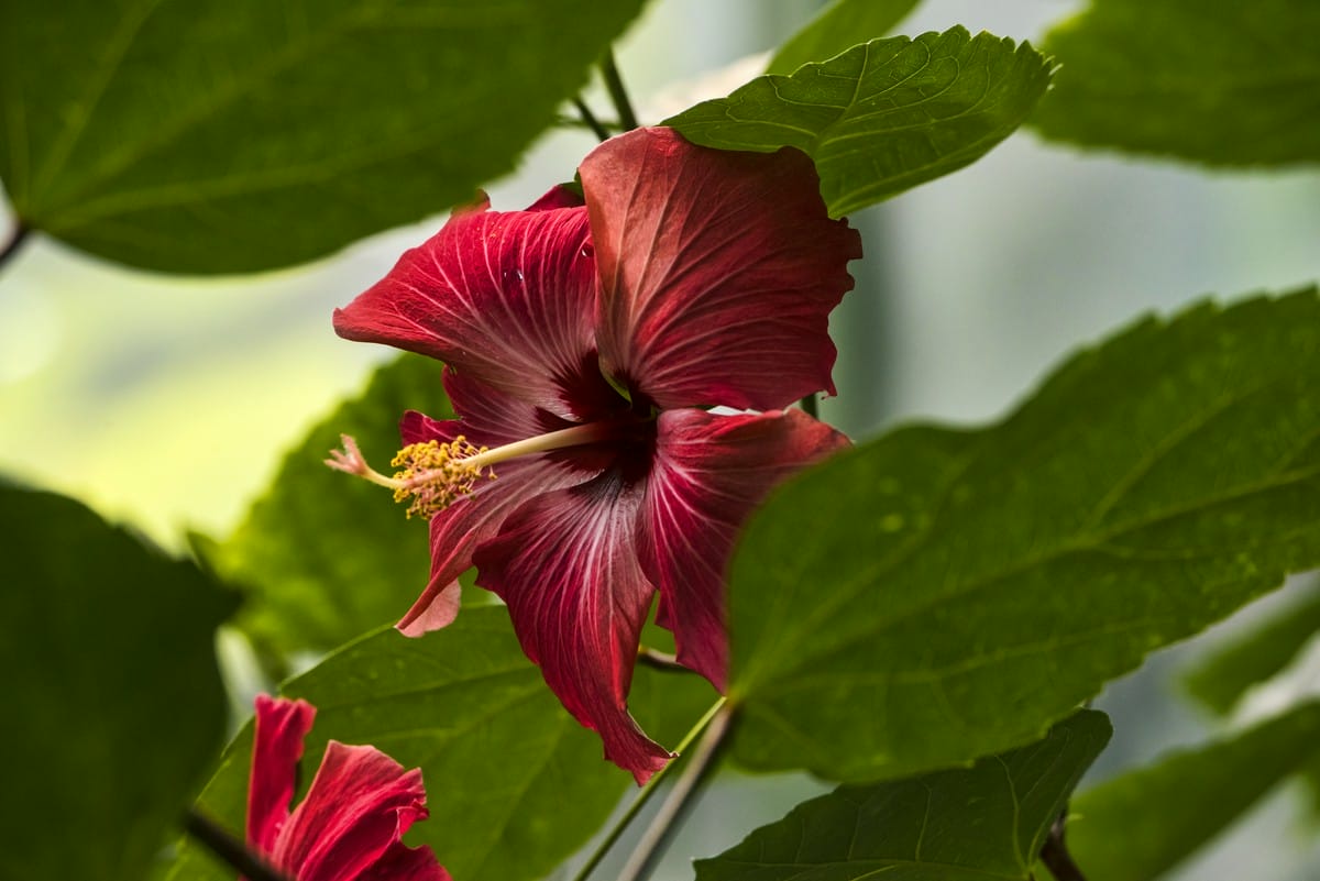 Jak skutecznie pielęgnować hibiskus ogrodowy, aby uzyskać bujne kwitnienie?