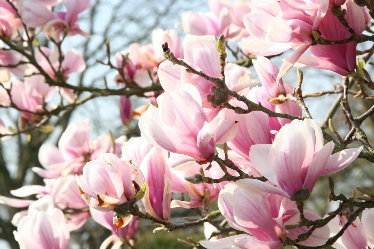 Jakie są najlepsze metody sadzenia i pielęgnacji drzew magnolii w ogrodzie?