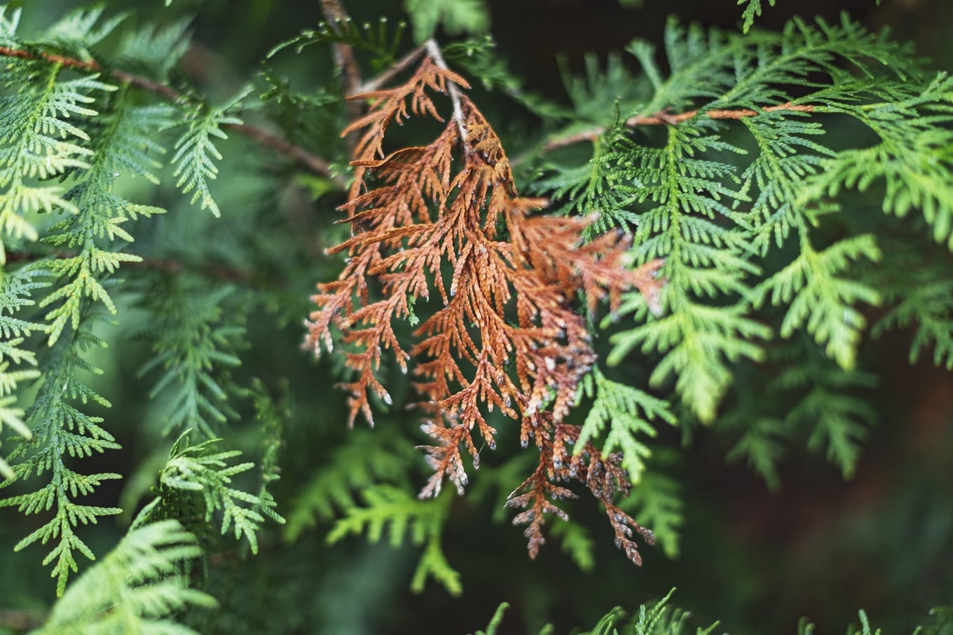 Choroby tui brabant – jak je rozpoznać i zwalczać?