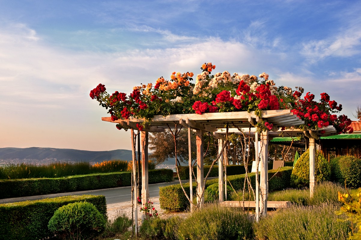 Pnąca róża - jak przygotować glebę dla zdrowego wzrostu