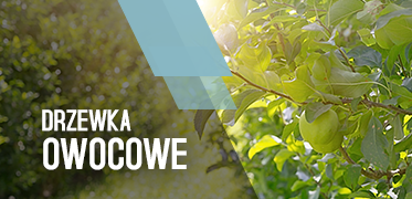 drzewka owocowe