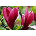 Magnolie