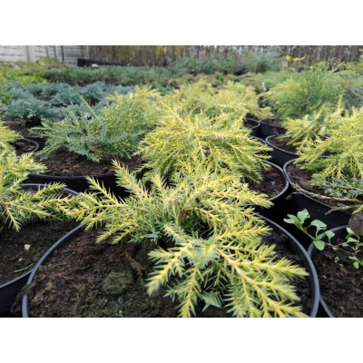 Jałowiec  2-letni Juniperus "Golden Kissen"