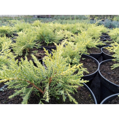 Jałowiec  2-letni Juniperus "Golden Joy"