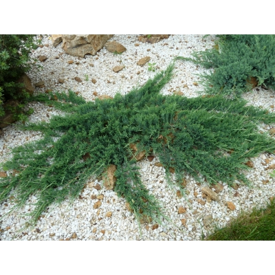 Jałowiec  2-letni Juniperus "Glacier"