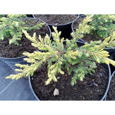 Jałowiec  2-letni Juniperus "Golden Schatz"