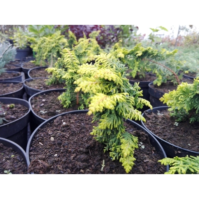 Cyprys  2-letni Cupressus "Fairsplay Gold"