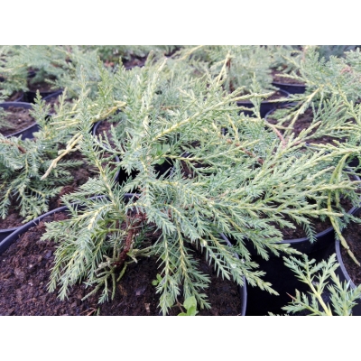 Jałowiec  2-letni Juniperus "Old Gold"