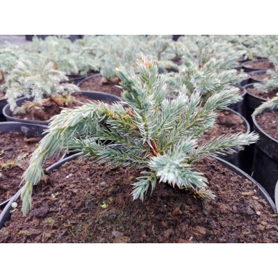 Jałowiec  2-letni Juniperus "Blue Spider"