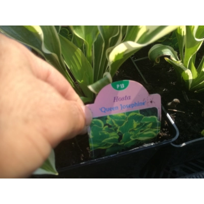 Funkia, Hosta 