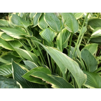 Funkia, Hosta "Aureo marginata'