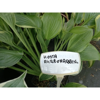 Funkia, Hosta 