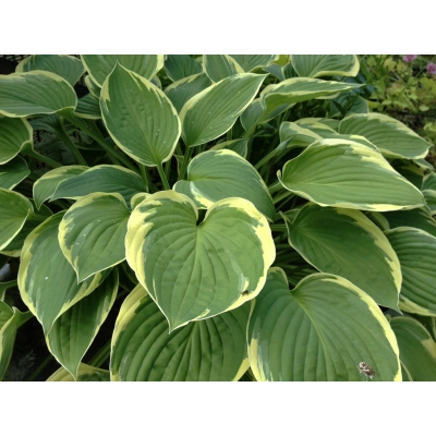Funkia, Hosta 