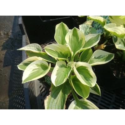 Funkia, Hosta "Brim cup'