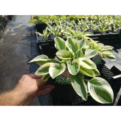 Funkia, Hosta 