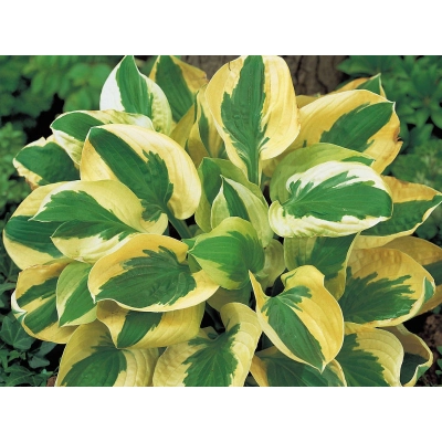 Funkia, Hosta 