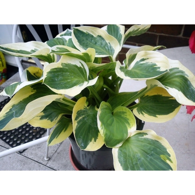 Funkia, Hosta 