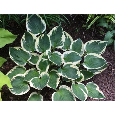 Funkia, Hosta 