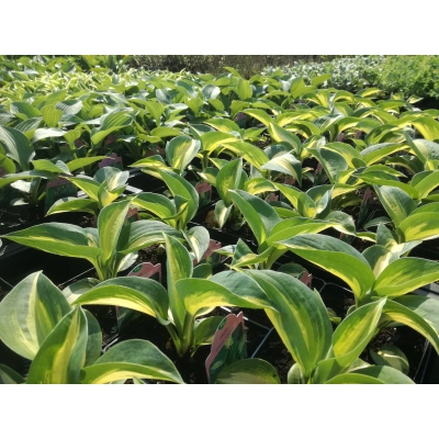 Funkia, Hosta "Dream queen'