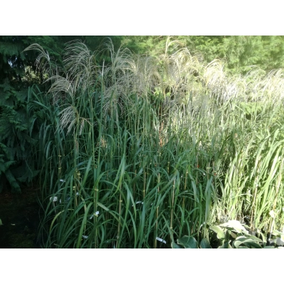 Miskant 'Balerina'