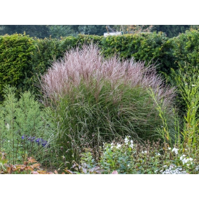 Miskant 'Balerina'