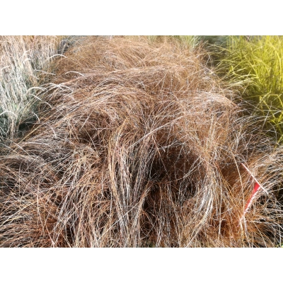Turzyca biczkowata 'carex bronzita'