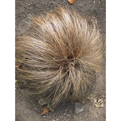 Turzyca biczkowata 'carex bronzita'