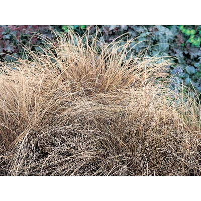 Turzyca biczkowata 'carex bronzita'