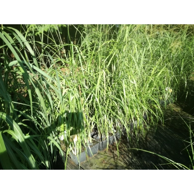 Miskant Chiński Goteborg