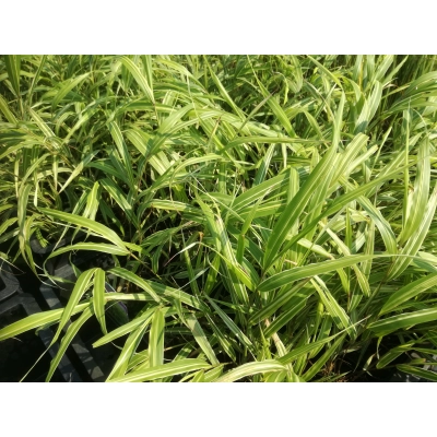 Trwa Albostriata