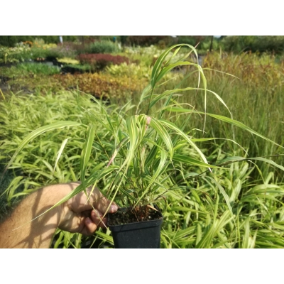 Trwa Albostriata