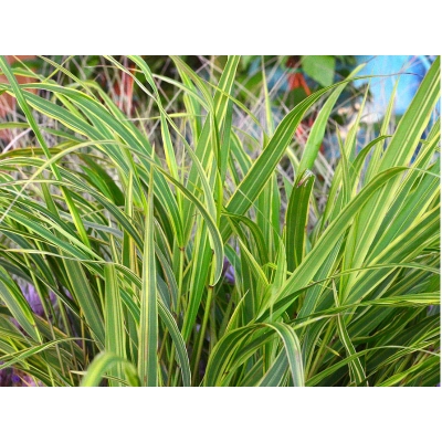 Trwa Albostriata