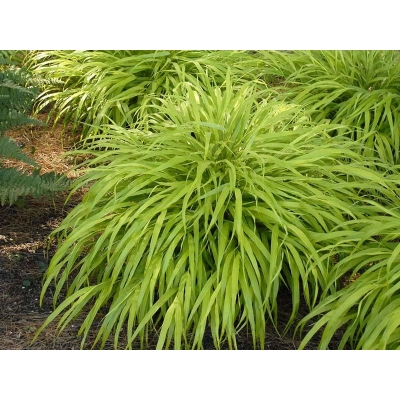 Trawa All Gold- Hakonechloa smukła 'All Gold