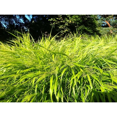 Trawa All Gold- Hakonechloa smukła 'All Gold