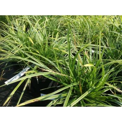 Trawa Variegata