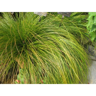 Trawa Variegata