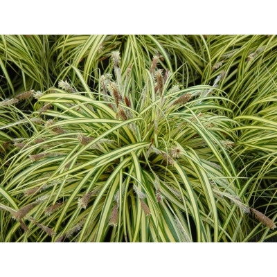 Trawa Variegata