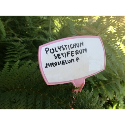 Paproć zimozielona Setiferum