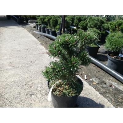 Kosodrzewina szczepiona  Pinus mugo ‘Litomyśl’