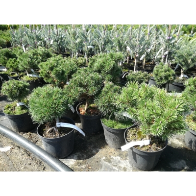 Kosodrzewina szczepiona  Pinus mugo ‘Litomyśl’