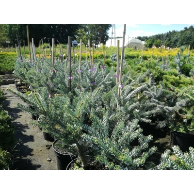 Jodła koreańska abies koreana ‘Silberlocke’ szczepiona