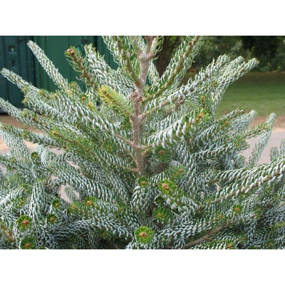 Jodła koreańska abies koreana ‘Silberlocke’ szczepiona