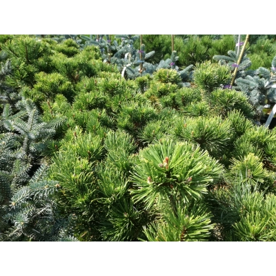 Sosna kosodrzewina szczepiona pinus mugo ‘Carsten’