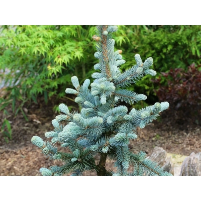 Swierk kłujący szczepiony Picea Hopsii