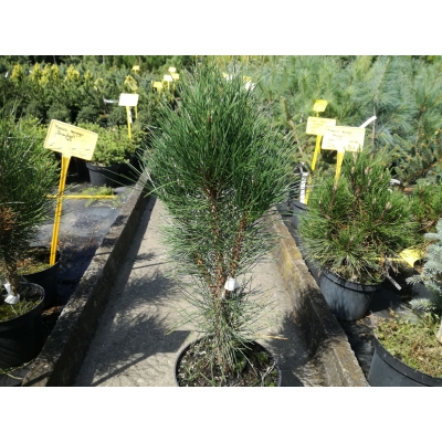 Sosna czarna szczepiona Pinus Green Tower