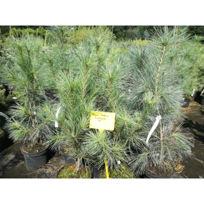 Sosna czarna szczepiona  Pinus Fastigiata