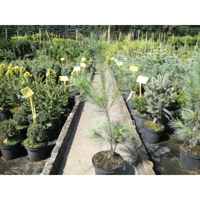 Sosna czarna szczepiona  Pinus Fastigiata