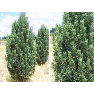 Sosna czarna szczepiona  Pinus Fastigiata