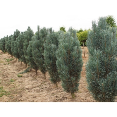 Sosna czarna szczepiona  Pinus Fastigiata